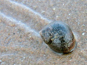 Edible Periwinkle