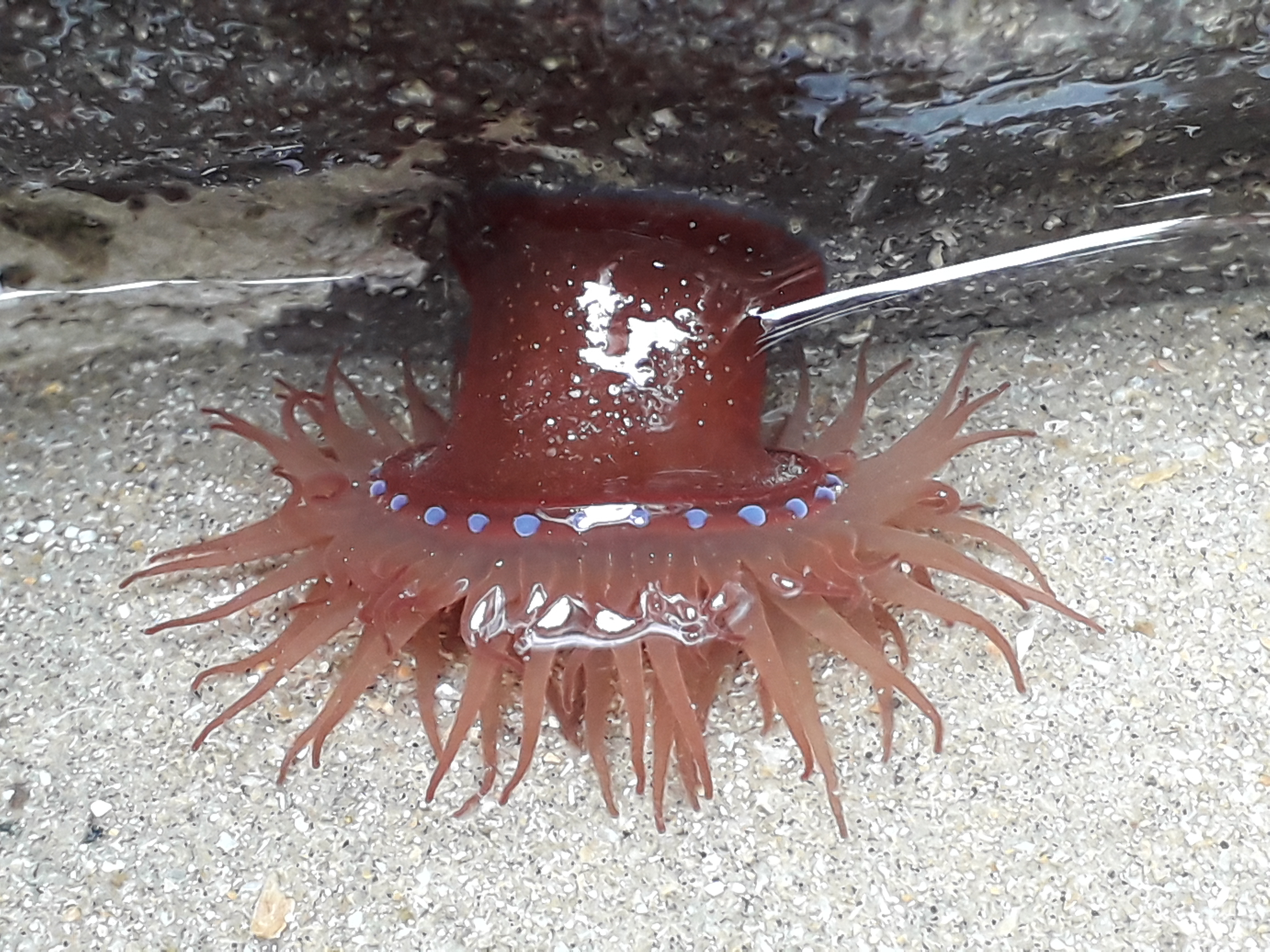 Beadlet Anemone