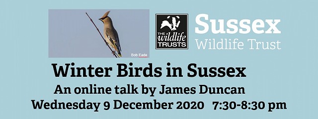 Winter birds in Sussex