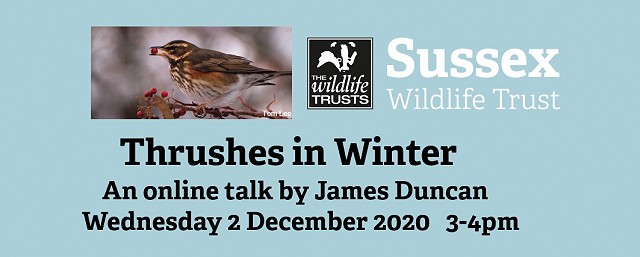 Thrushes in Winter