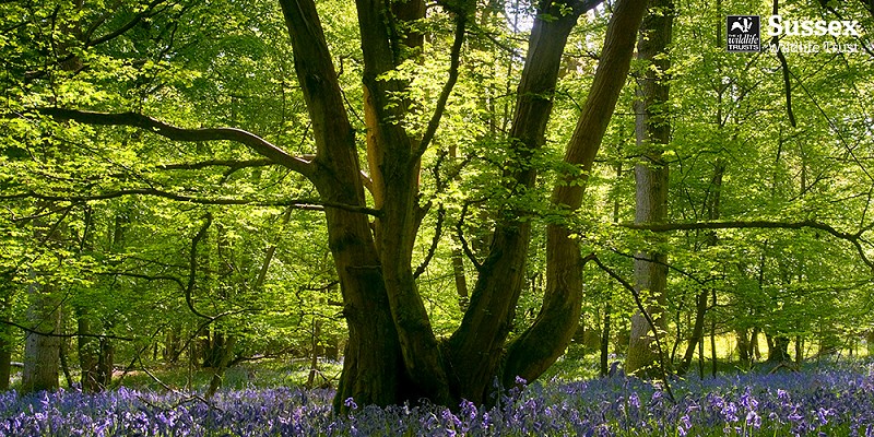 Bluebell Wood © David Plummer
