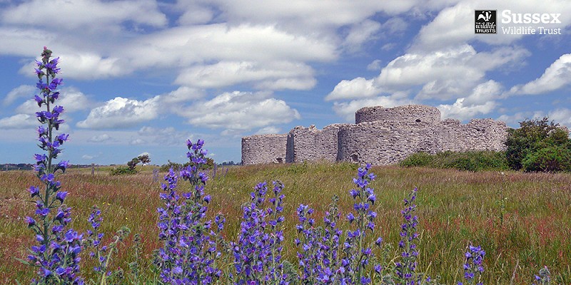 Camber Castle, Rye Harbour Nature Reserve © Barry Yates