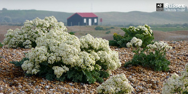 Rye Harbour nature reserve © Barry Yates