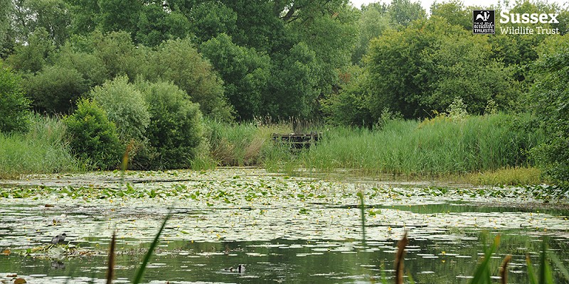 Woods Mill nature reserve © Miles Davies