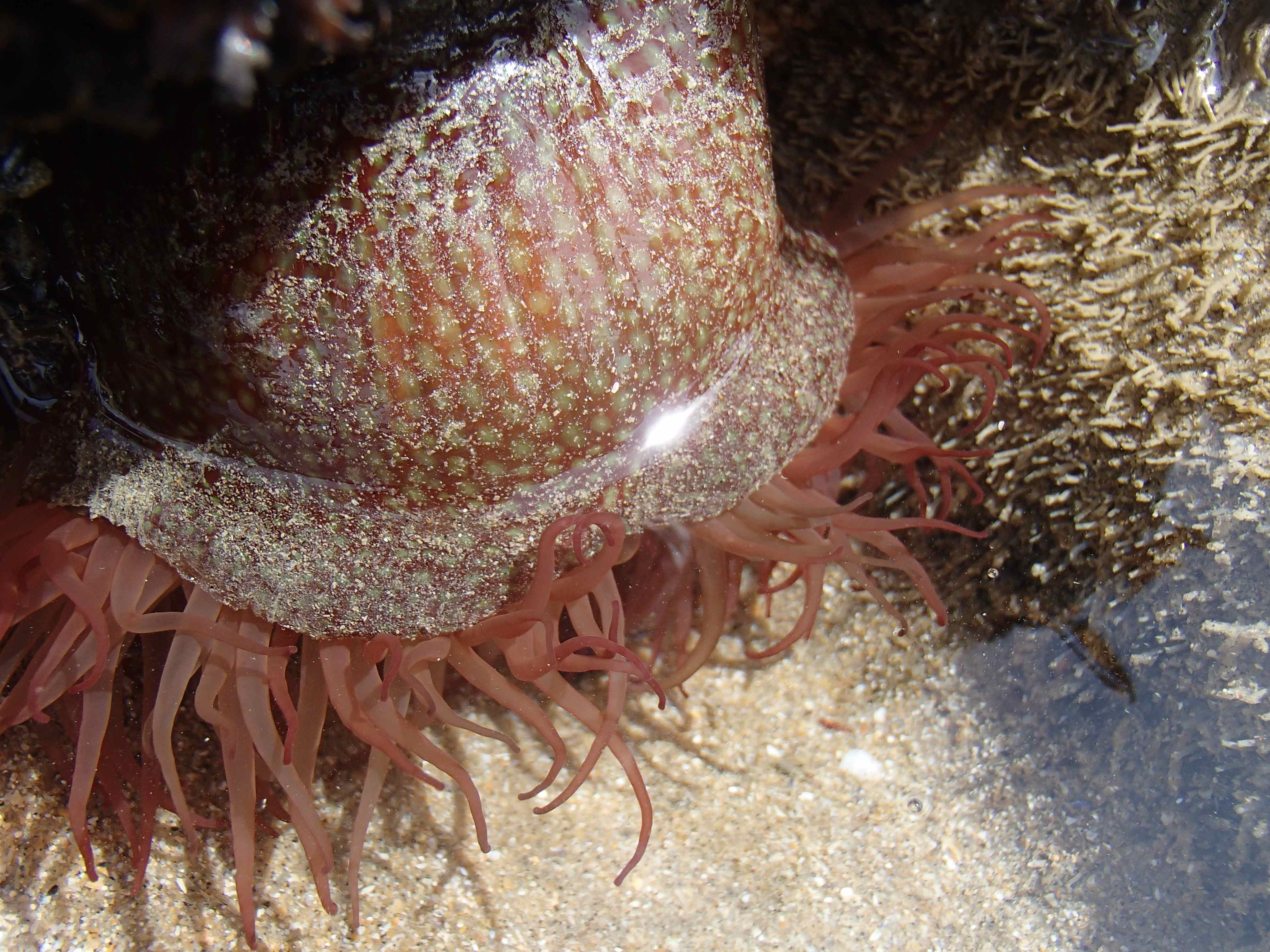 Strawberry Anemone