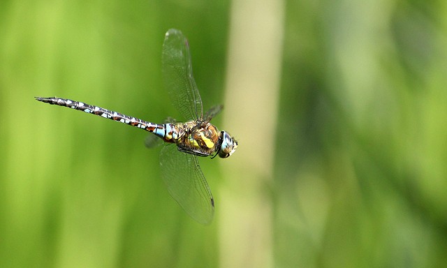 Butterflies & Dragonflies at Woods Mill - Henfield