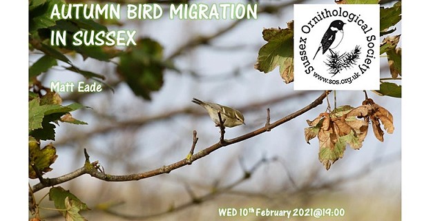 Autumn Bird Migration in Sussex