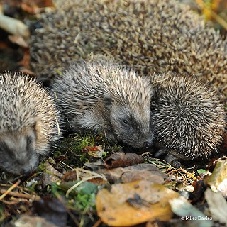 young hedgehogs © Miles Davies