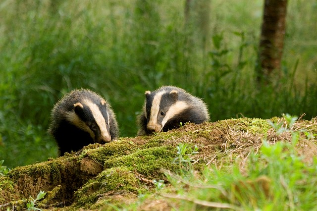 Wildlife Rangers- Brighton