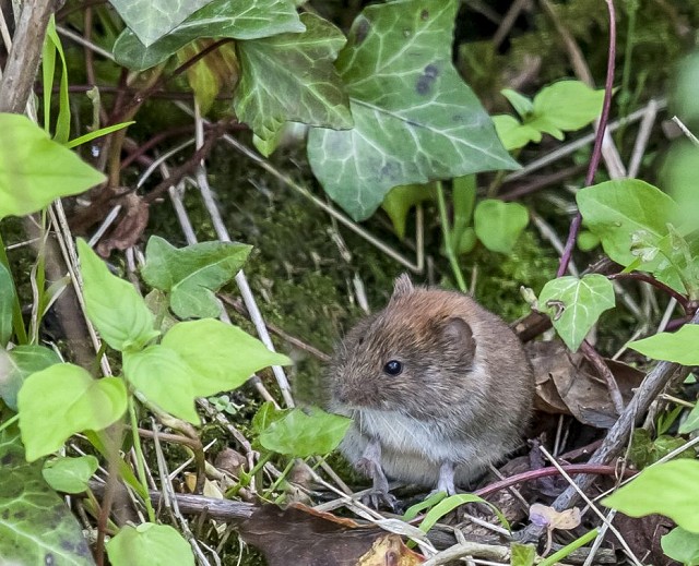 An Introduction to the Small Mammals of Sussex (07/04/2019)