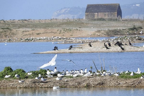 Discover Rye Harbour Nature Reserve