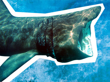 Basking shark