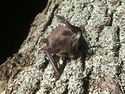 An Evening with Bats (17/05/2019)