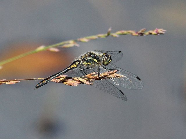 Sussex Wildlife Safari - Old Lodge (14/08/2018)