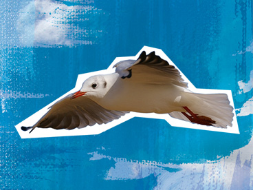 Black-headed gull