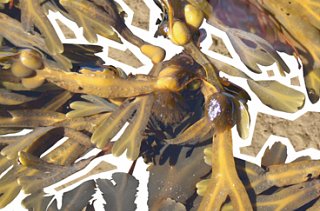 Seaweeds and grasses
