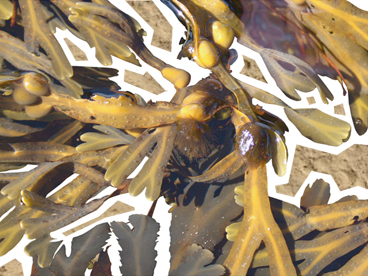 Bladder Wrack