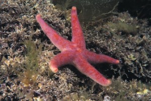 Bloody Henry Starfish