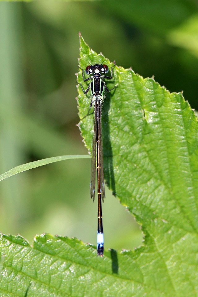 Butterflies & Dragonflies at Woods Mill - Henfield  (31/7/2019)