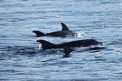 Identification of Whales, Dolphins & Seabirds (19/05/2019)