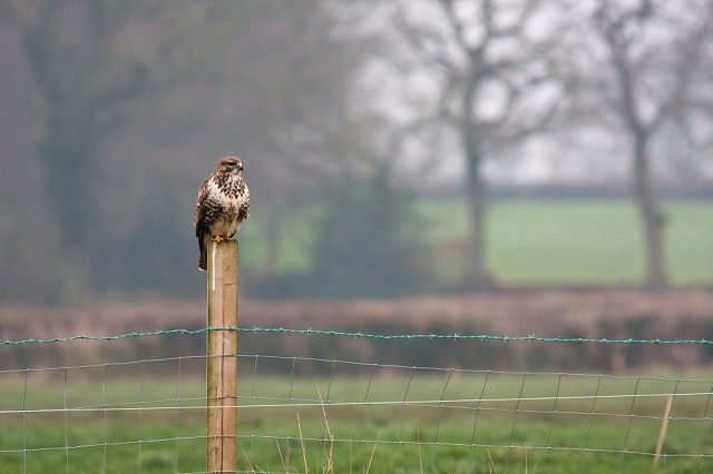 An Introduction to Raptors (17/04/2019)