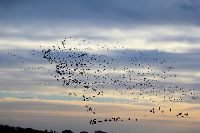 Sussex Half-Day Bird Safari – Pagham Spit and North Wall - Pagham Harbour  (06/12/19)
