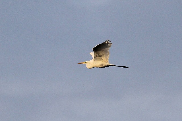 Sussex Bird Safari – Rye Harbour (15/11/19)