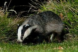 An Evening with Badgers (24/04/2019)