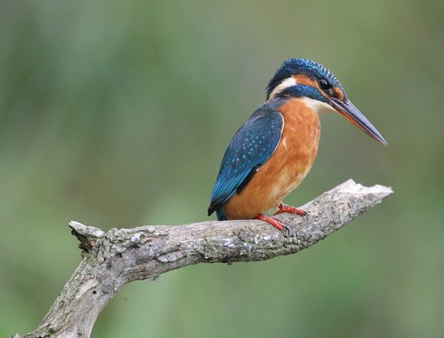 Sussex Half-Day Bird Safari – Pevensey Levels