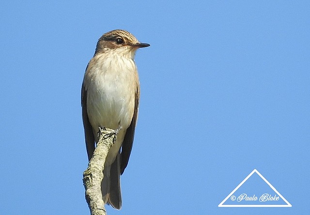 Sussex Half-Day Bird Safari – Steyning Downs  10/09/2019 - Additional Date