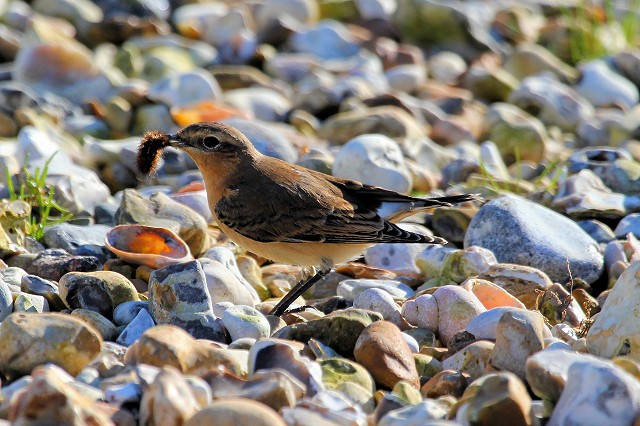 Sussex Bird Safari – Thorney Island, nr. Emsworth
