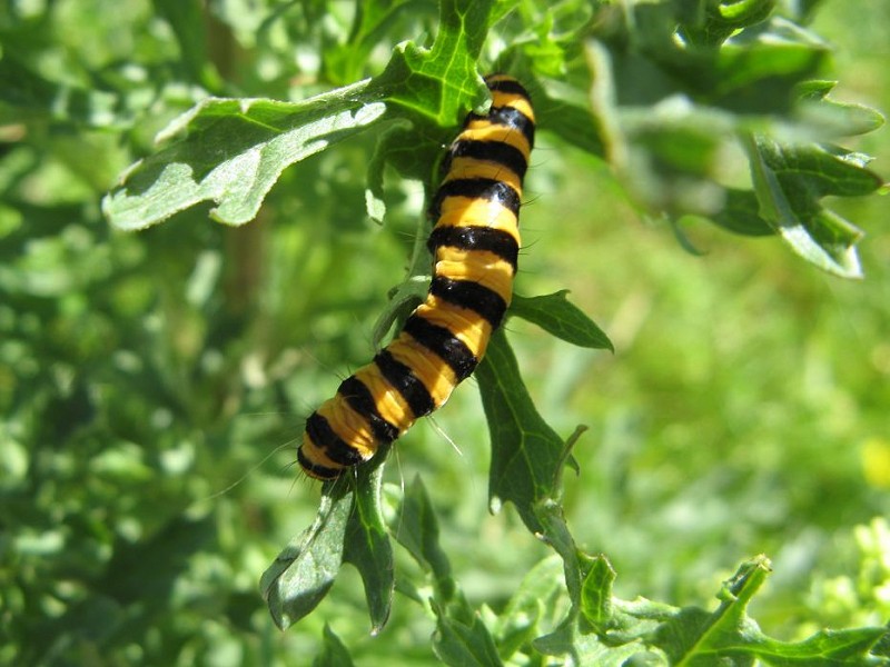 Very Hungry Caterpillars