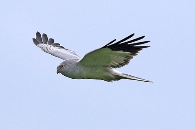 November 2015: Rye Harbour Nature Reserve Sightings