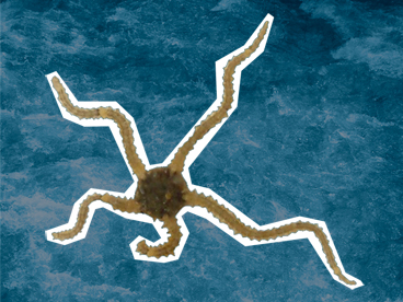 Common Brittle-star