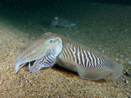 Common Cuttlefish
