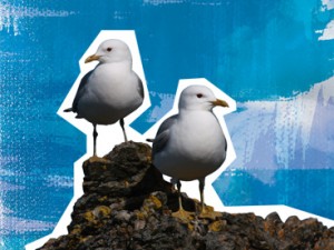 Common Gull