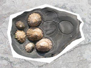 Common Limpet