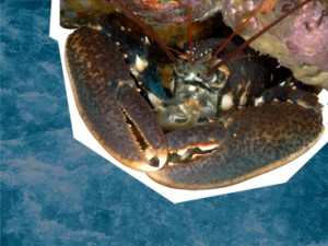 Common Lobster