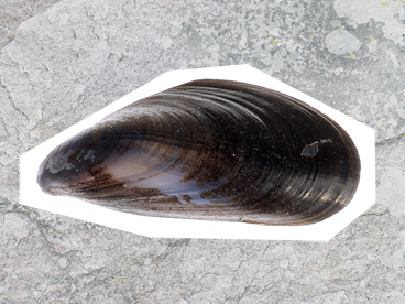 Common Mussel