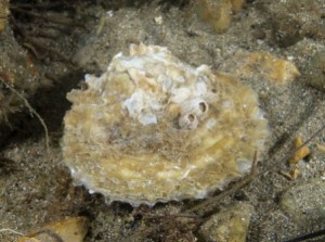 Common Oyster