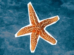 Common Starfish