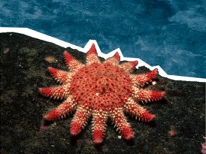 Common Sun-star