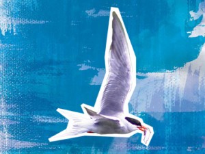 Common Tern