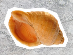Common Whelk