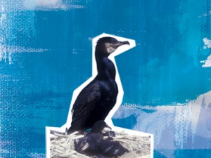 Cormorant