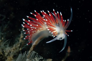 Corphelia Sea Slug