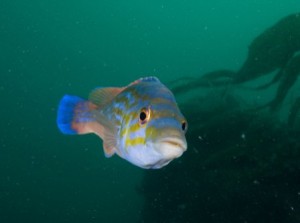 Cuckoo wrasse
