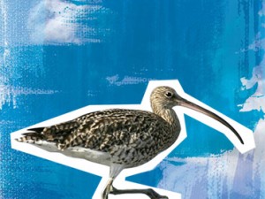Curlew