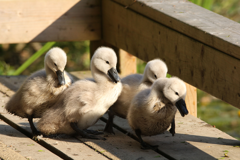 The birds of Woods Mill