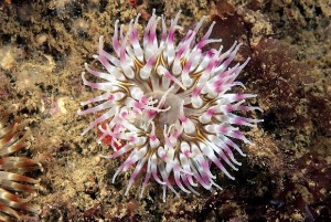 Dahlia Anemone